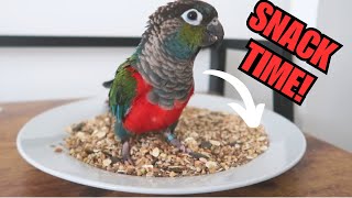 Parrot DIY Healthy Seed Mix Recipe | BirdNerdSophie