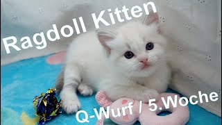 Ragdoll Kitten | unser Q-Wurf in der fünften Woche | Aramintapaws Ragdolls by Aramintapaws Ragdolls 288 views 1 year ago 1 minute