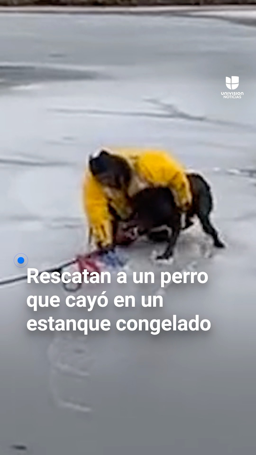 Rescatan a un perro que cayó a un estanque congelado
