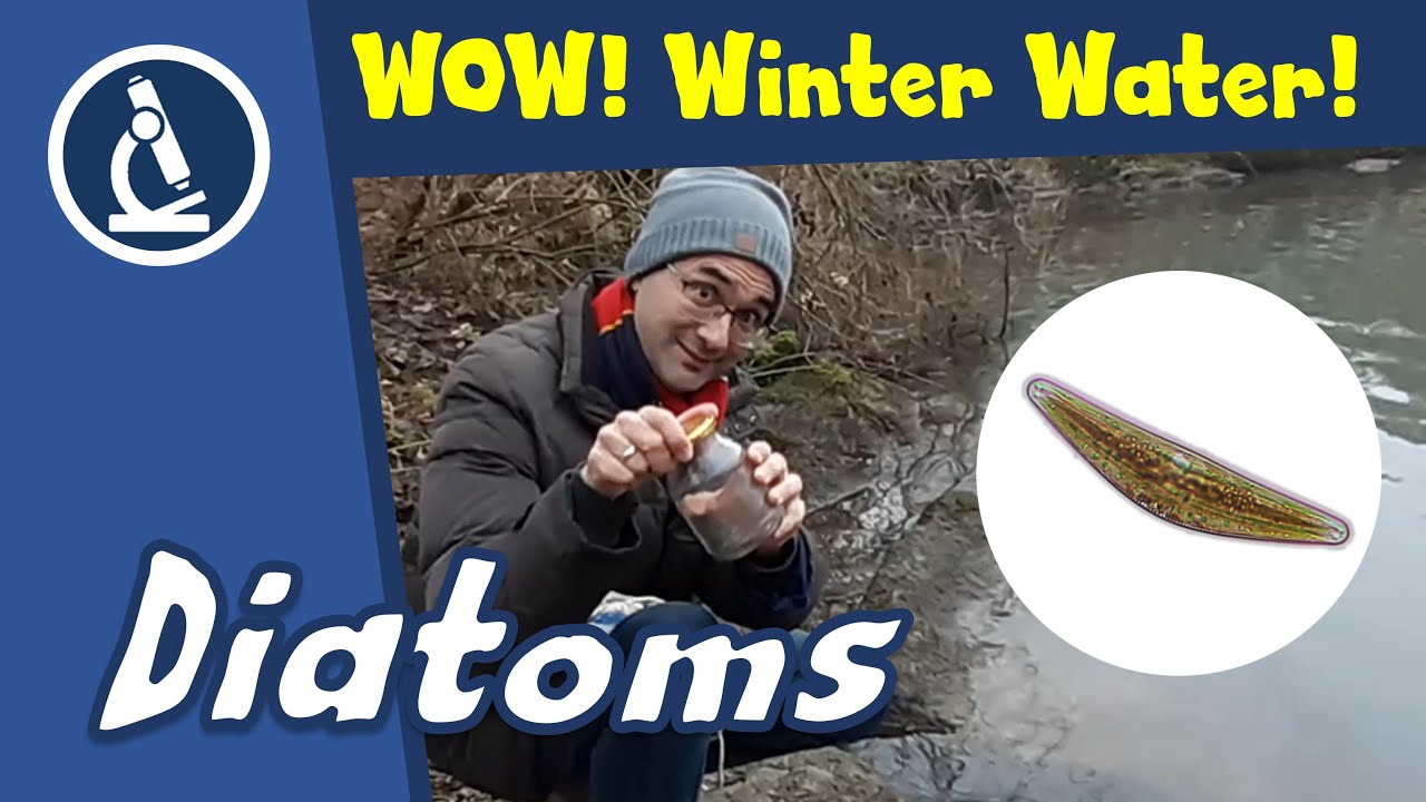 🔬 124 - Where to find beautiful DIATOMS (moving!) in winter
