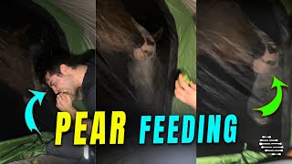 Man Splits a Pear to Feed Three Precious Horses
