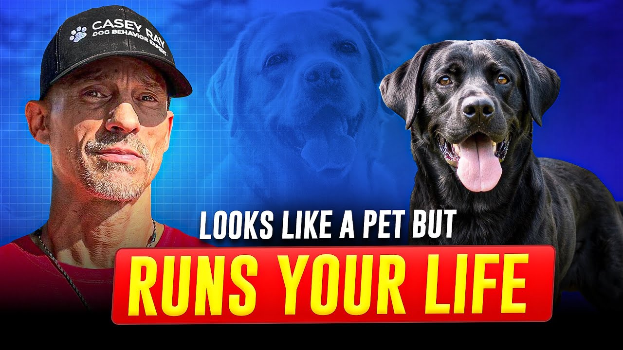 Top 5 Dog Breeds That Don’t Fit Your Life… They Take It Over