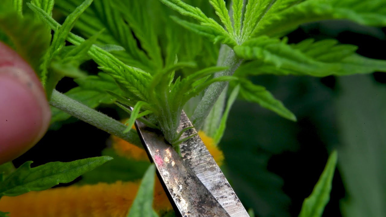 Super close up cannabis topping 4k Grow CBD!