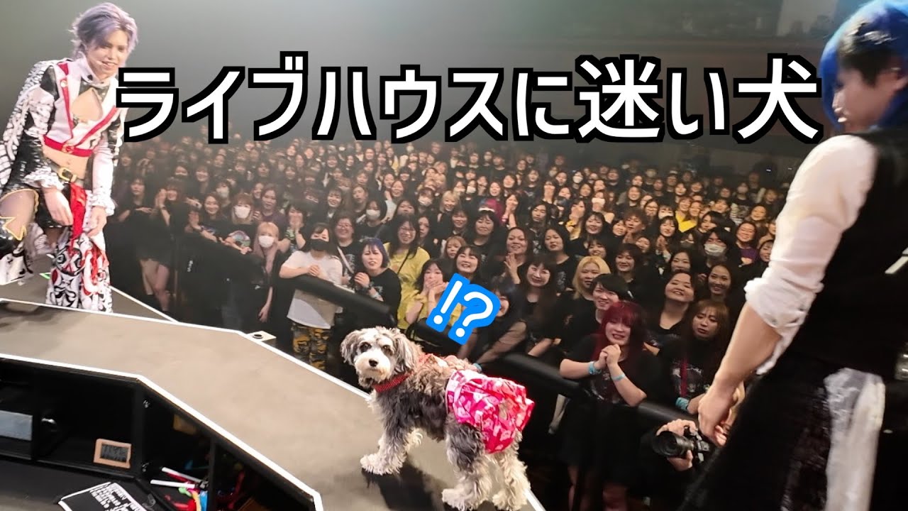 ライブハウスに迷い犬