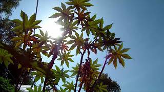 Summer of Weed in Oklahoma (2019)