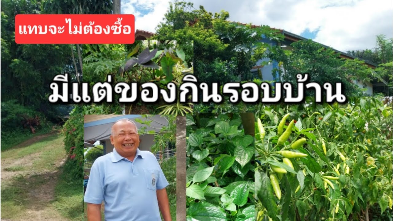 แทบไม่ต้องซื้อ ไม่ยอมให้ว่าง มีแต่ของกินรอบบ้าน #ผักสวนครัว