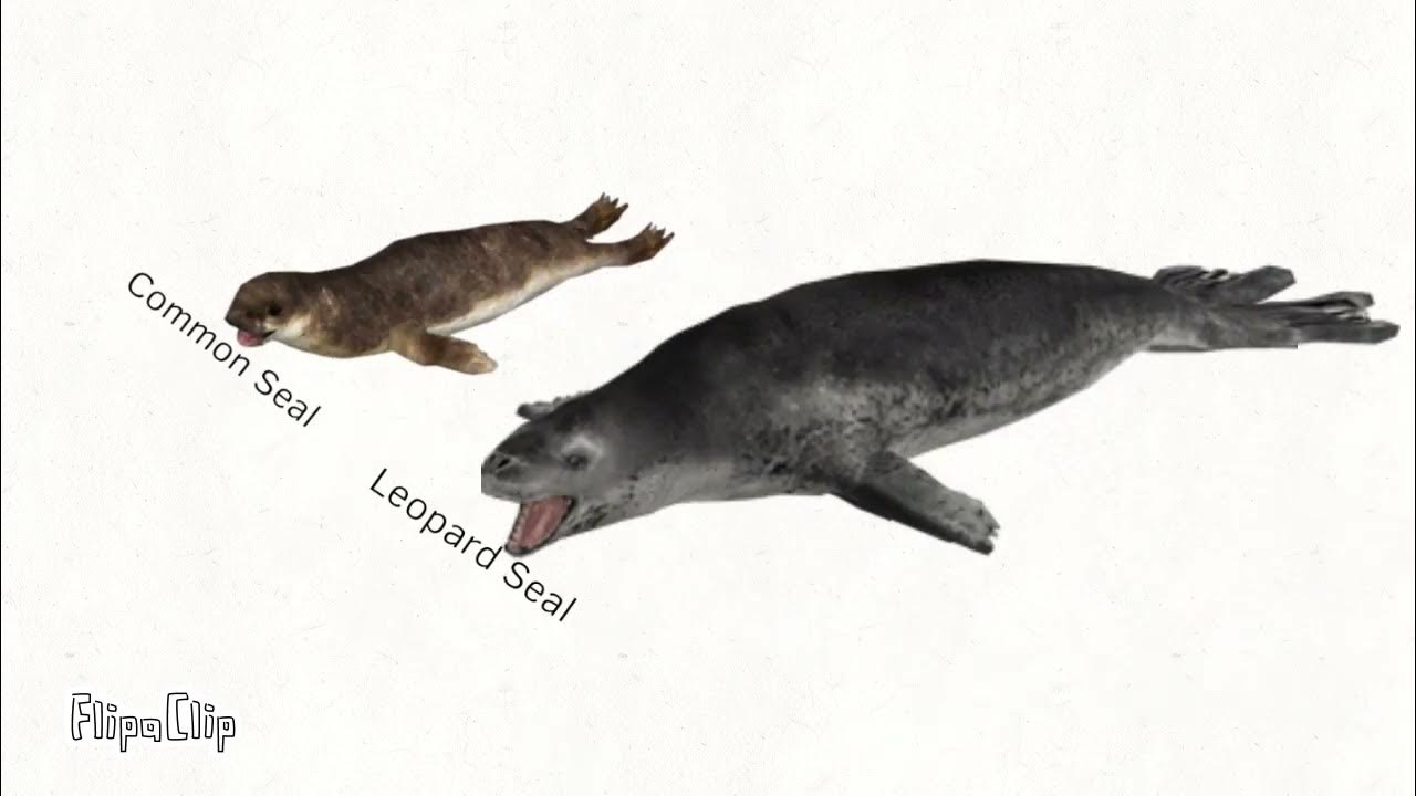 Seal Size Comparison 3D YouTube