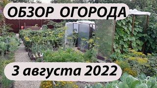 Обзор огорода 03 августа 2022 года