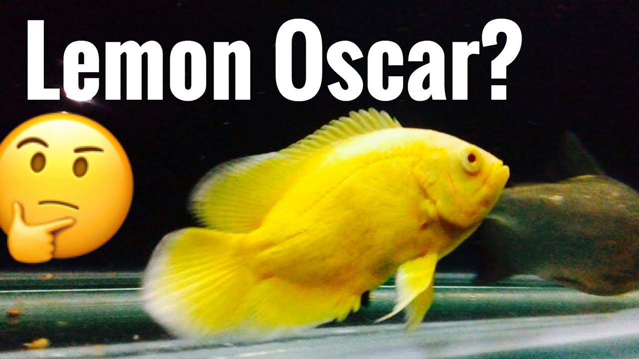 Lemon Oscar Fish - for Sale? Hybrid? - YouTube
