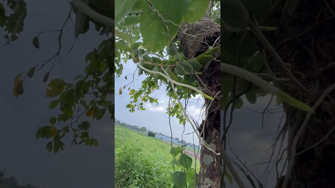 Pelatantheria insectifera, a wild orchid of Odisha 