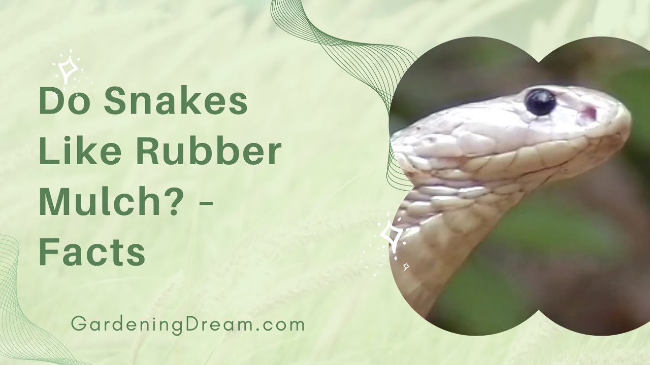 Do Snakes Like Rubber Mulch Facts YouTube Do Snakes Like Rubber Mulch Facts YouTube