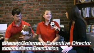 All For Animals Pit Bulls Beating the Bad Rap