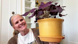 🪴 3 Color Plant Pots & Accessories - Amazon Review