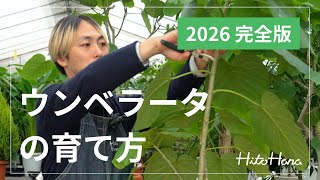 フィカス ウンベラータ | 観葉植物通販 HitoHana