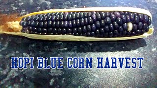 Harvesting Hopi Blue Grain Corn