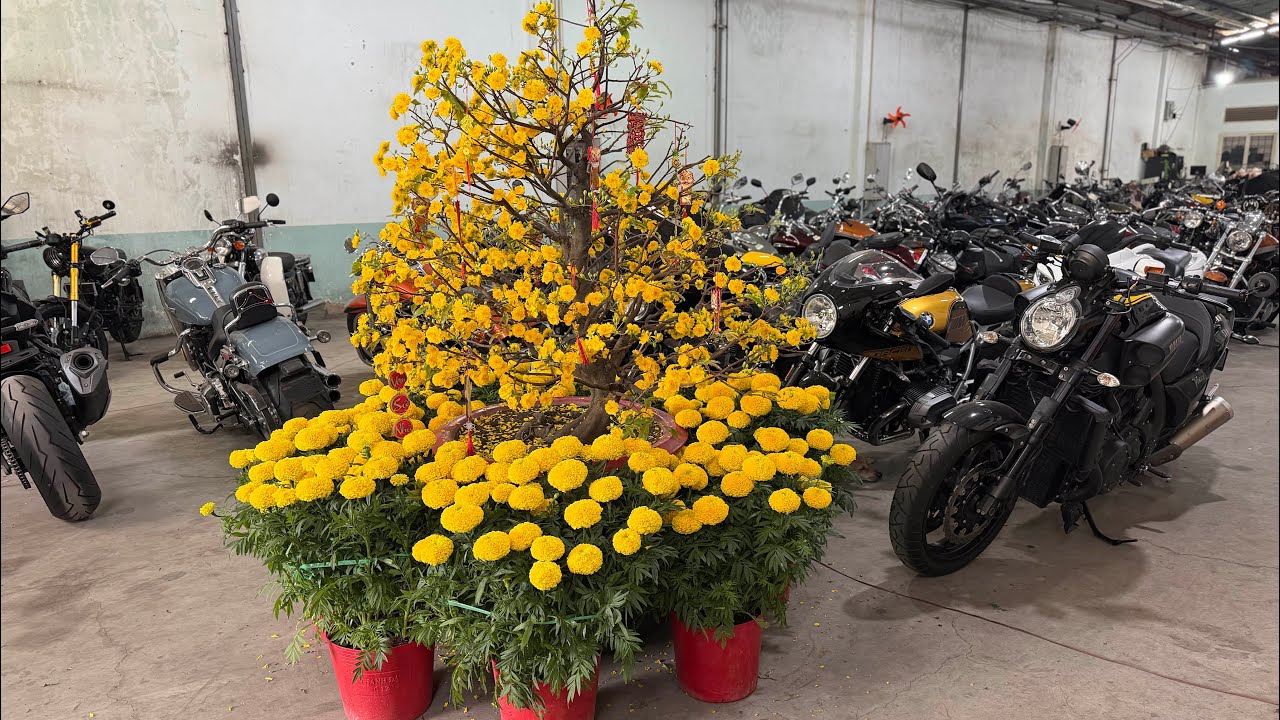 Tổng hợp xe motor có sẵn phục vụ anh em xuyên tết. 0793643445