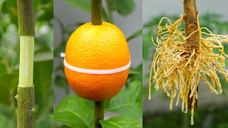 Propagation of lemon tree with an Orange - new techniques