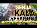 PERKUTUT SENJA KALA...⁉️⁉️ PEMBERI KEDAMAIAN UMAT MANUSIA