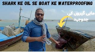 Mahigeer Shark ke oil se boat ko waterproof kertay hain