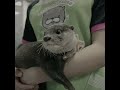 Shocking poaching of otters from the wild