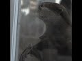 Shocking poaching of otters from the wild