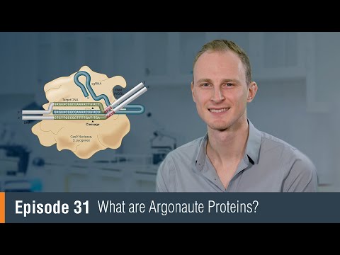 Video: Ett Endogent F-box-protein Reglerar ARGONAUTE1 I Arabidopsis Thaliana