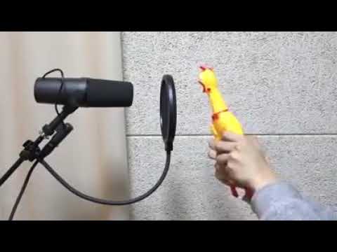 شاهد اغنية هافانا بصوت الدجاجة المزعجة 