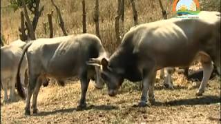 Boz Sığır Irkı Ve Özellikleri