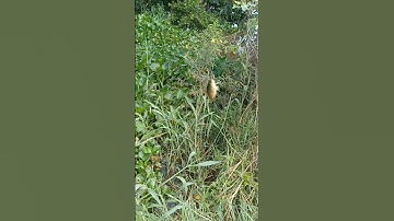 Cá rô mùa nước nổi mập ú