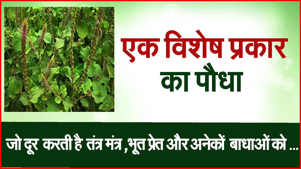 एक विशेष  प्रकार का पौधा #prodhrmendrashrama #sukhsagr
