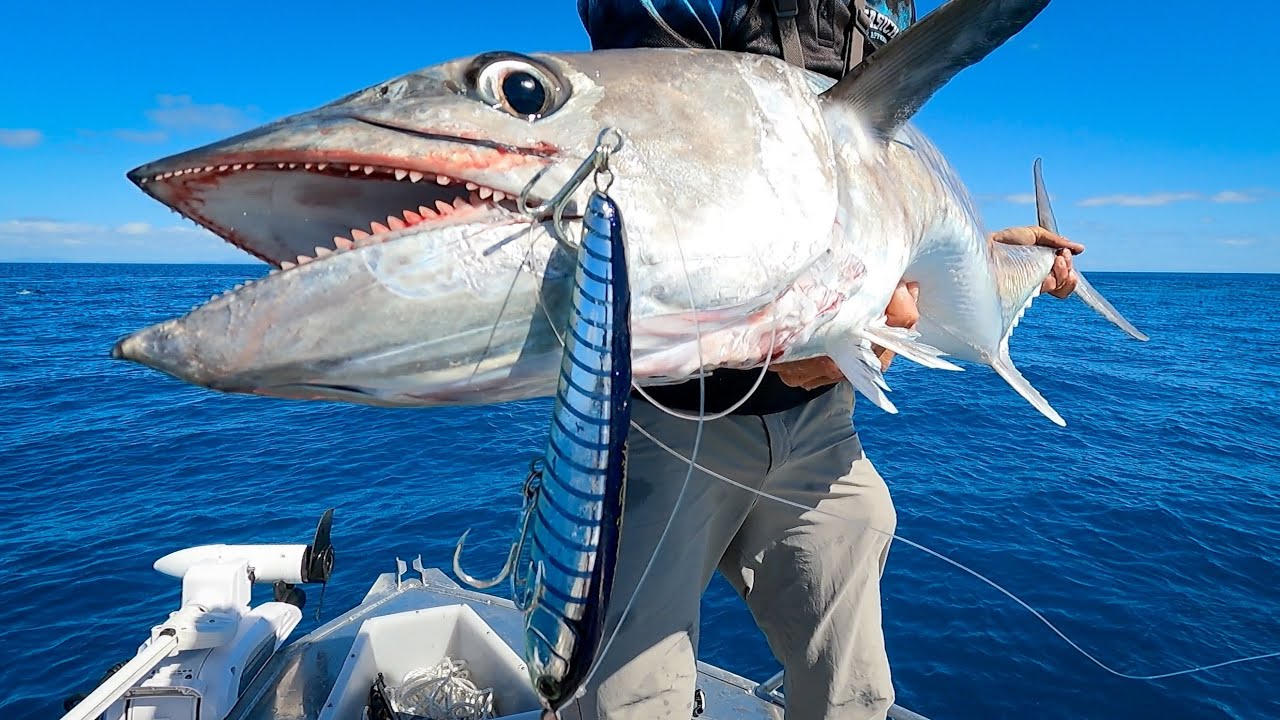 Fishing Tropical Islands for Spanish Mackerel Smoked Spanno Tacos