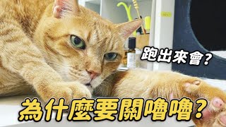 【為什麼要關嚕嚕不讓他出來是有原因的】志銘與狸貓