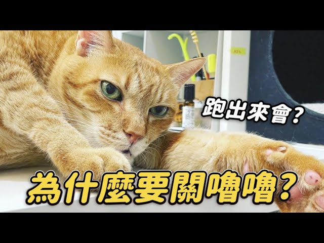【為什麼要關嚕嚕？不讓他出來是有原因的】志銘與狸貓