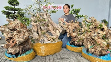 Lô Bằng Lăng đẹp mới khai thác đủ size, giá khó tìm 8/9 LH 0939.700449 Thúy An