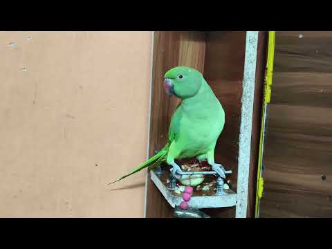 🦜❤️ मेरा प्यारा मिट्ठू | 5 मिनट की प्यारी और शांत वीडियो | देखकर दिल खुश हो जाएगा 😍