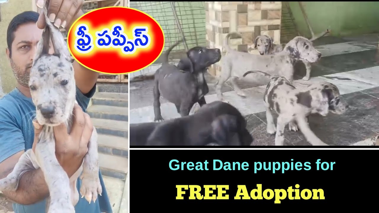 good quality great dane puppies for free adoption in telugu/ adopted /aj pets
