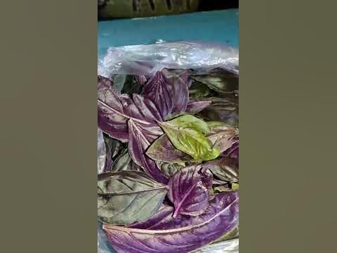 фіолетовий базилік ️ - YouTube