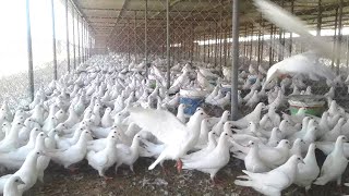 World's Largest Pigeon Farm | Will be surprised to see | Unique and Amazing