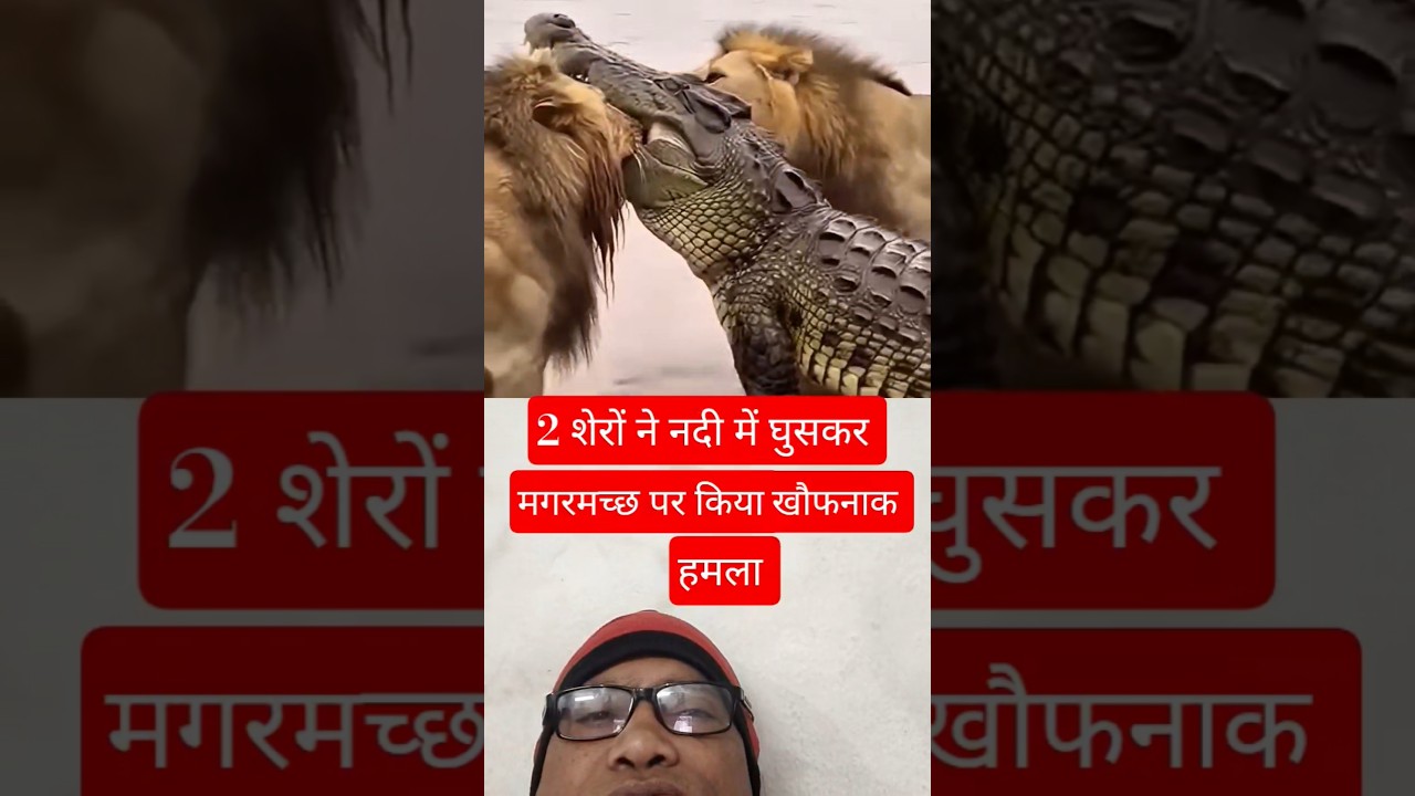 2 शेरों ने नदी में घुसकर मगरमच्छ पर किया खौफनाक हमला # Lion # Animals # shorts # viral # aishort