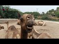 Camel chewing  camel voice sound effect  diversity of thar
