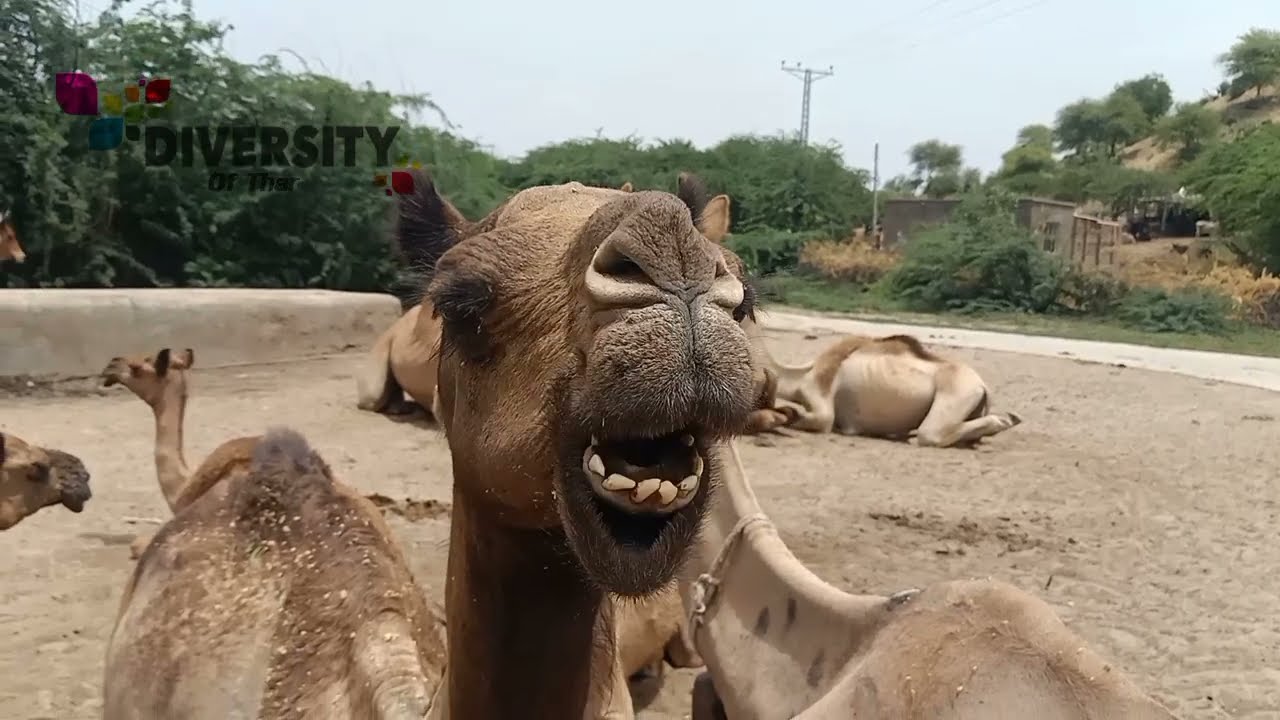 Camel Chewing || Camel Voice Sound Effect || Diversity Of Thar