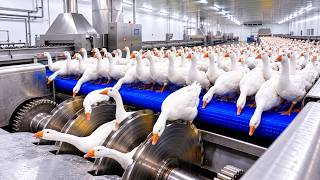 How Millions of Goose feathers become Ultra_soft Luxury Comforters | Inside a Giant Factory