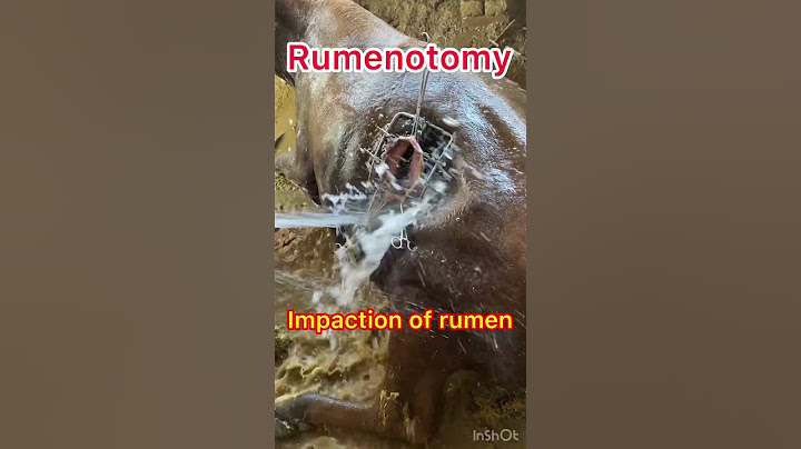 Impaction of rumen l Rumenotomy l Dr Umar Khan