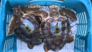 Sea Turtles' 'Lost Years' Mystery Unfolds