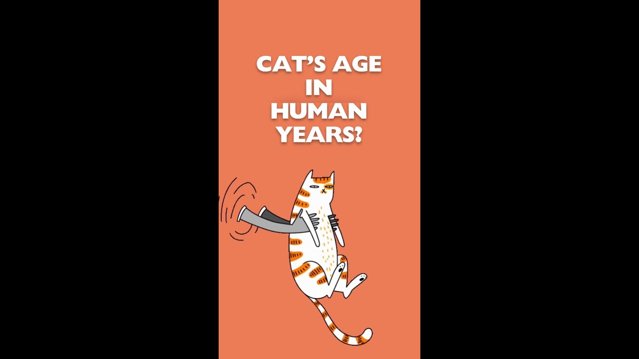 Ever wondered how old your cat is in human years? 🐱