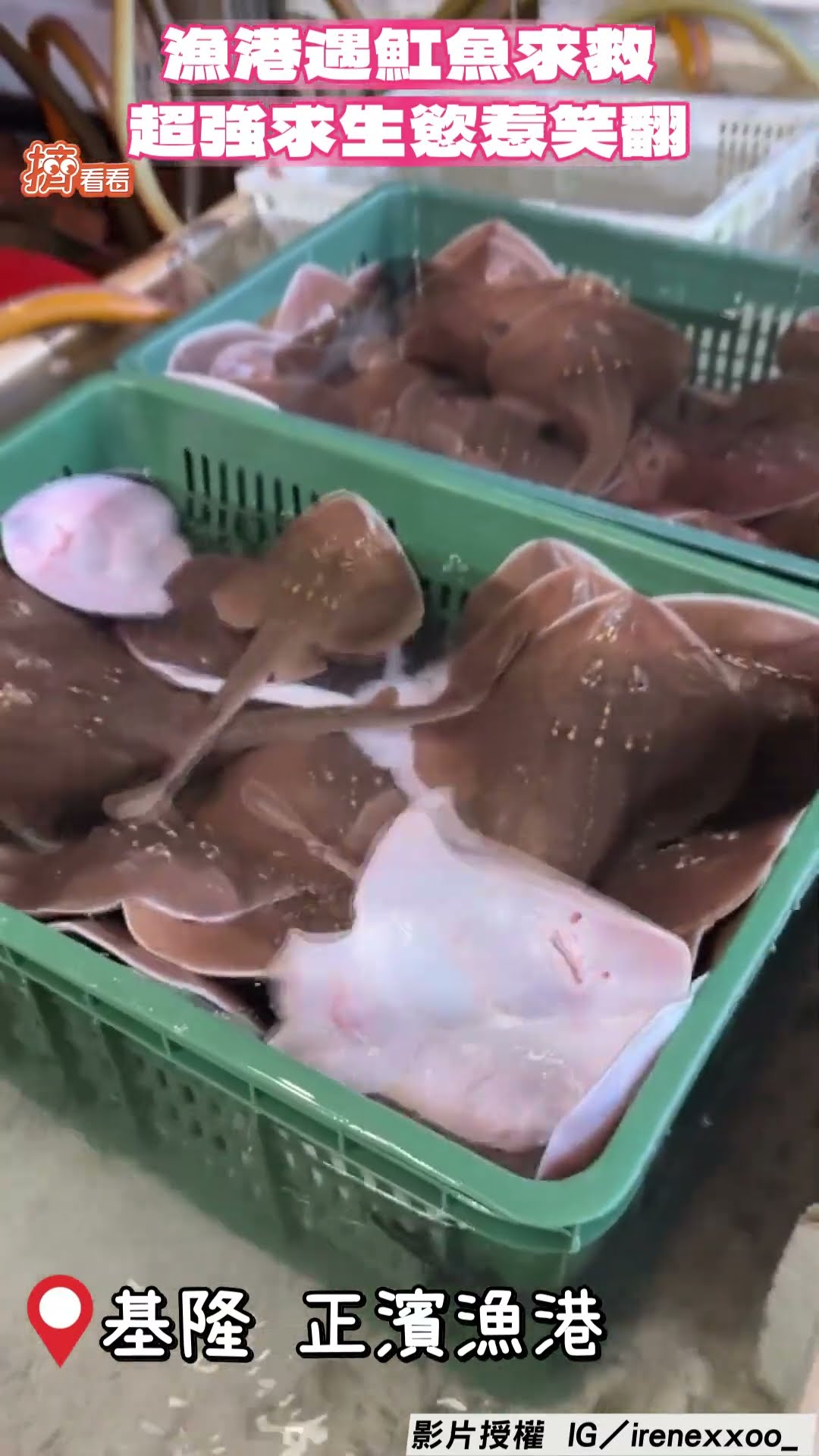 正妹漁港遇魟魚求救! 超強求生慾網笑翻:這可以養嗎｜TVBS新聞｜擠看看@TVBSNEWS01