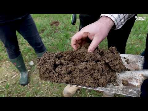 'It’s all duck or no dinner' with winter wheat| Yield Watch Ep 2