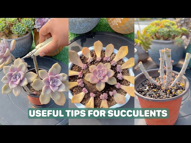 Useful Tips For Succulents - Part 26 | 多肉植物 | 다육이들