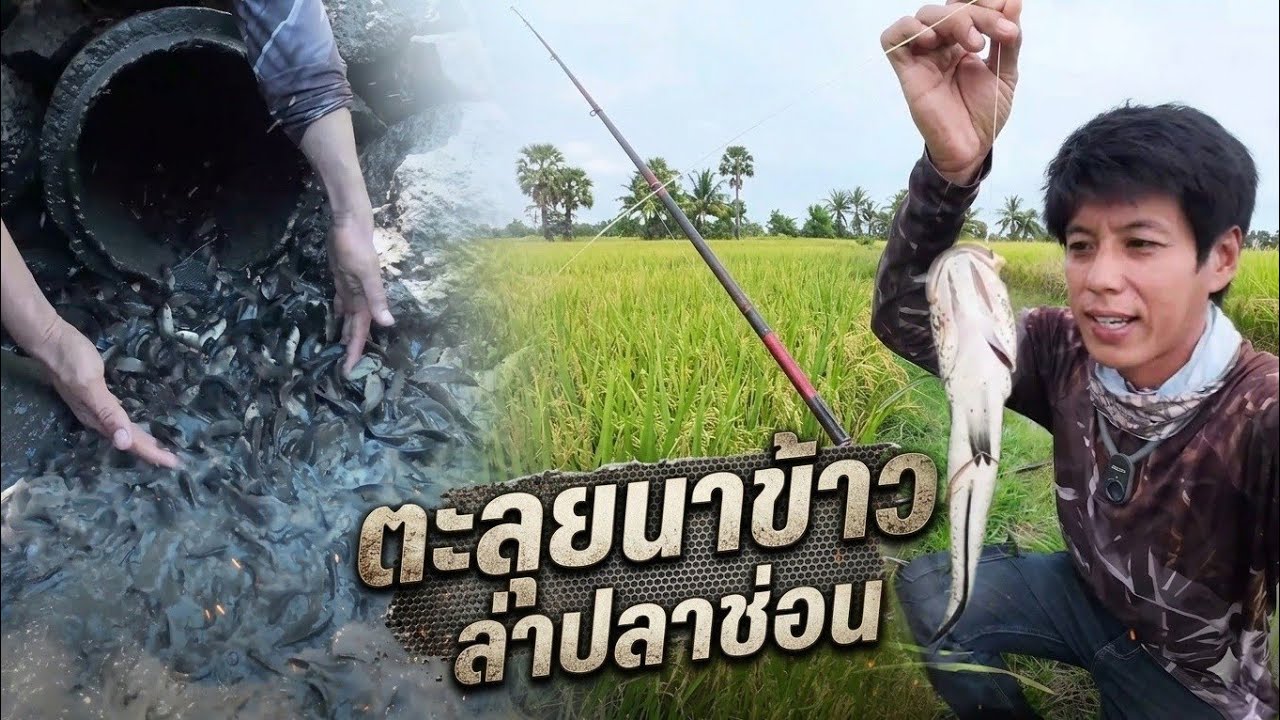 วิธีการหาเหยื่อ ไว้หยกปลาช่อน