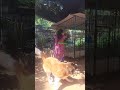 ജൂലി പെണ്ണിന്റെ പ്രിയപെട്ടവൾ 🐶